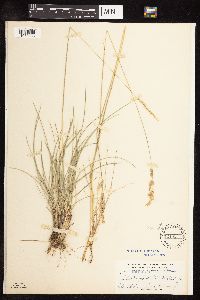 Poa fendleriana image