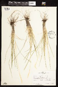 Poa fendleriana image