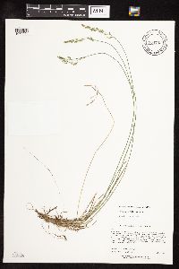Poa glauca subsp. glauca image