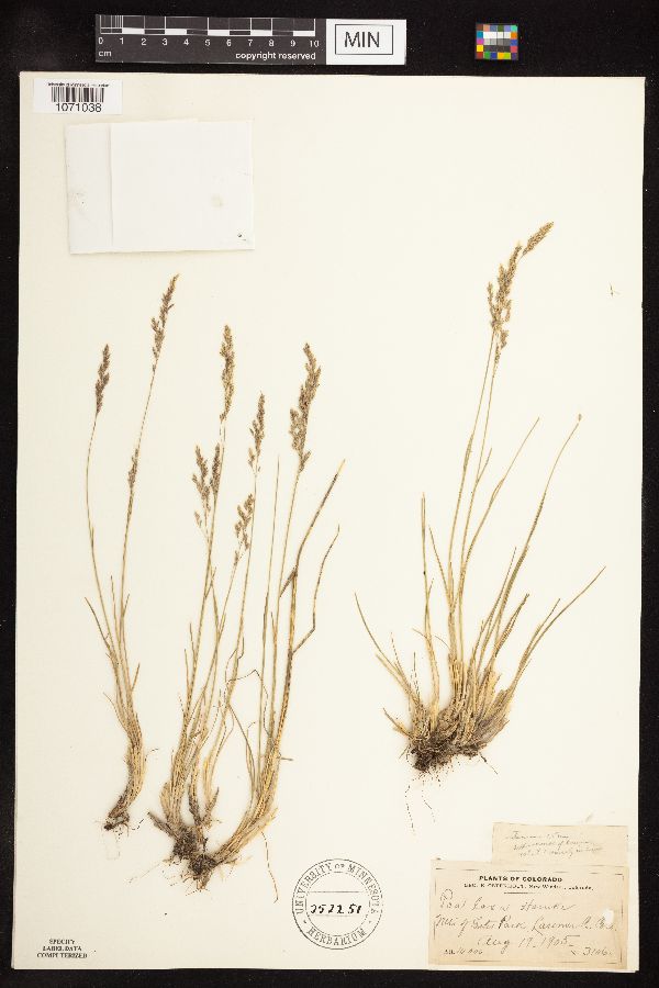Poa laxa image