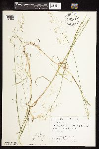 Poa palustris image