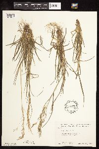 Poa palustris image