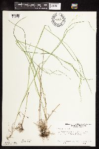 Poa palustris image