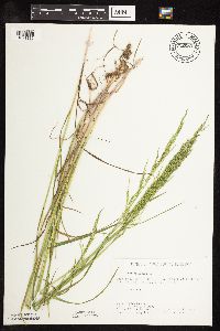 Poa palustris image