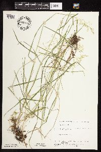 Poa palustris image