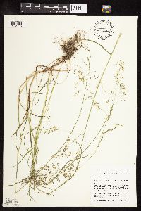 Poa palustris image