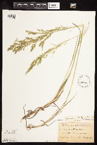 Poa palustris image