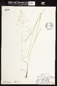 Poa palustris image