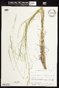 Poa palustris image