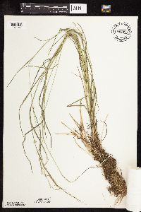 Poa palustris image