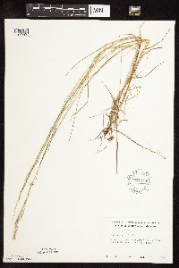 Poa palustris image