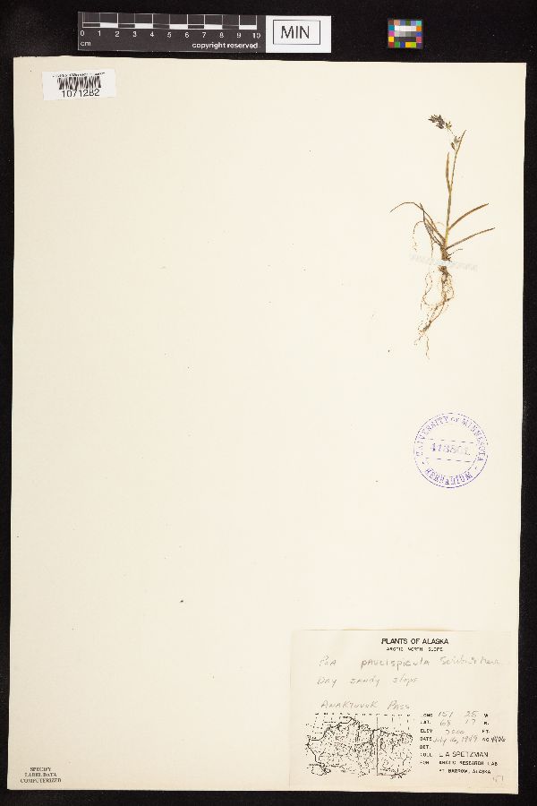 Poa paucispicula image