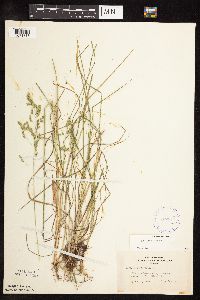 Poa pratensis image