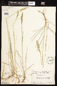 Poa pratensis image