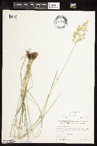 Poa pratensis image