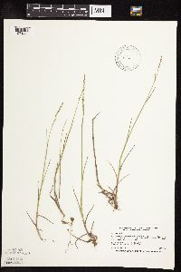 Poa pratensis image