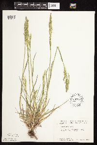 Poa pratensis image