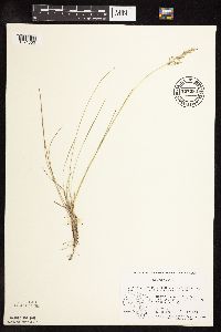 Poa pratensis image