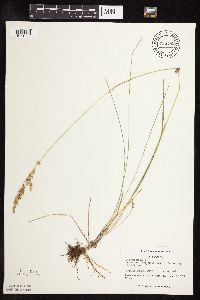 Poa pratensis image