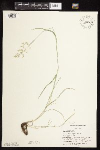 Poa pratensis image