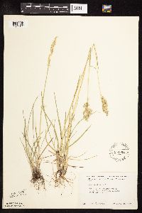 Poa pratensis image