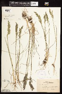 Poa pratensis image