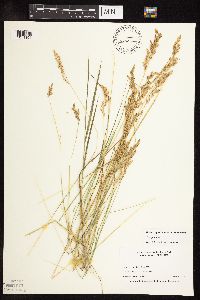 Poa pratensis image