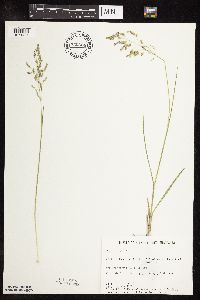 Poa pratensis image