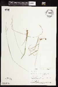 Poa pratensis image