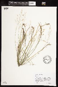 Poa pratensis image