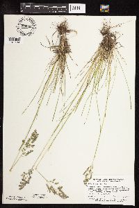 Poa pratensis image