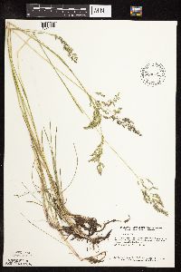 Poa pratensis image