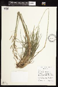 Poa pratensis image