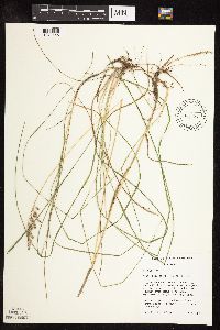 Poa pratensis image