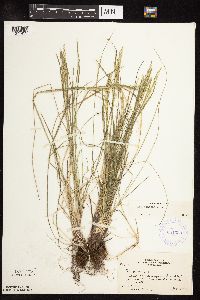 Poa pratensis image