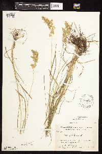 Poa pratensis image