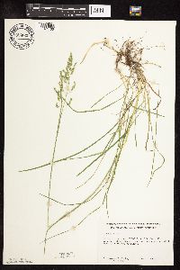 Poa pratensis image