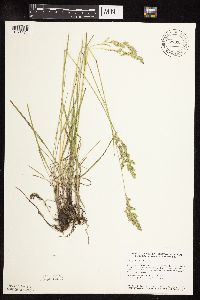 Poa pratensis image