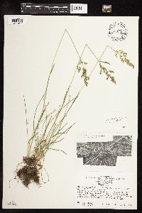 Poa pratensis image