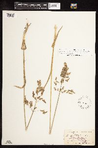 Poa pratensis image