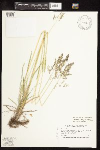 Poa pratensis subsp. agassizensis image