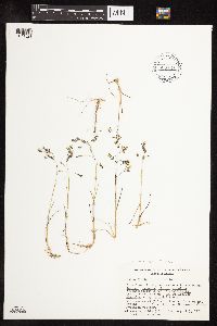 Poa pratensis subsp. alpigena image