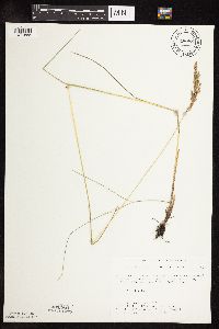 Poa pratensis subsp. angustifolia image