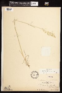 Poa pratensis subsp. angustifolia image