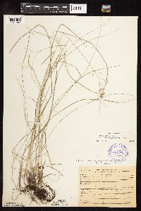 Poa pratensis subsp. pratensis image
