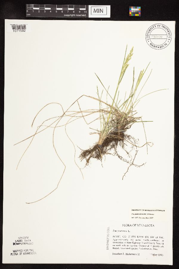 Poa pratensis subsp. pratensis image