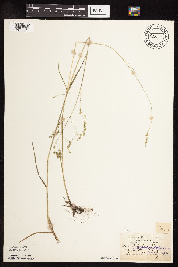 Poa saltuensis subsp. languida image