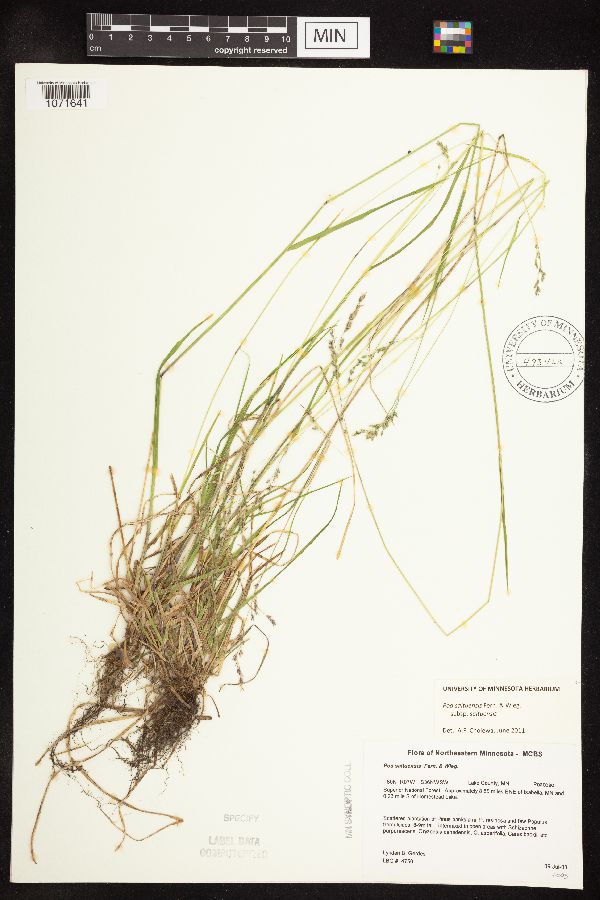 Poa saltuensis subsp. saltuensis image