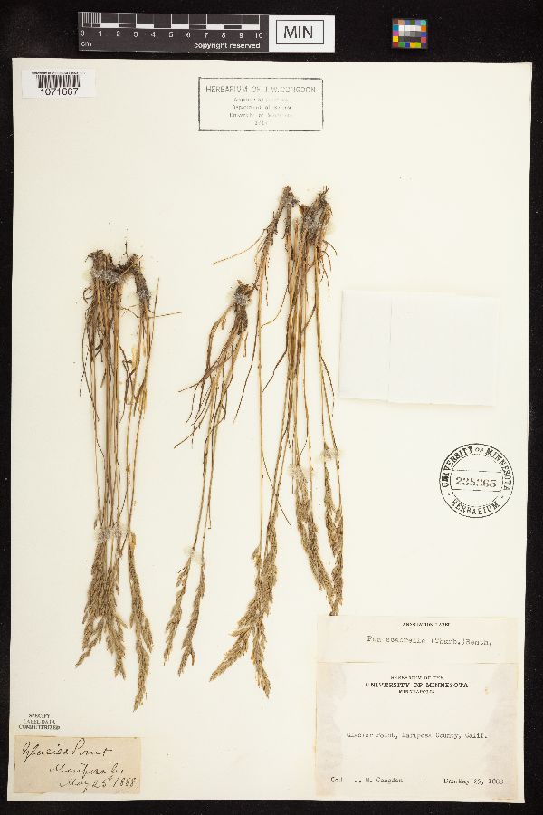 Elymus glaucus subsp. virescens image