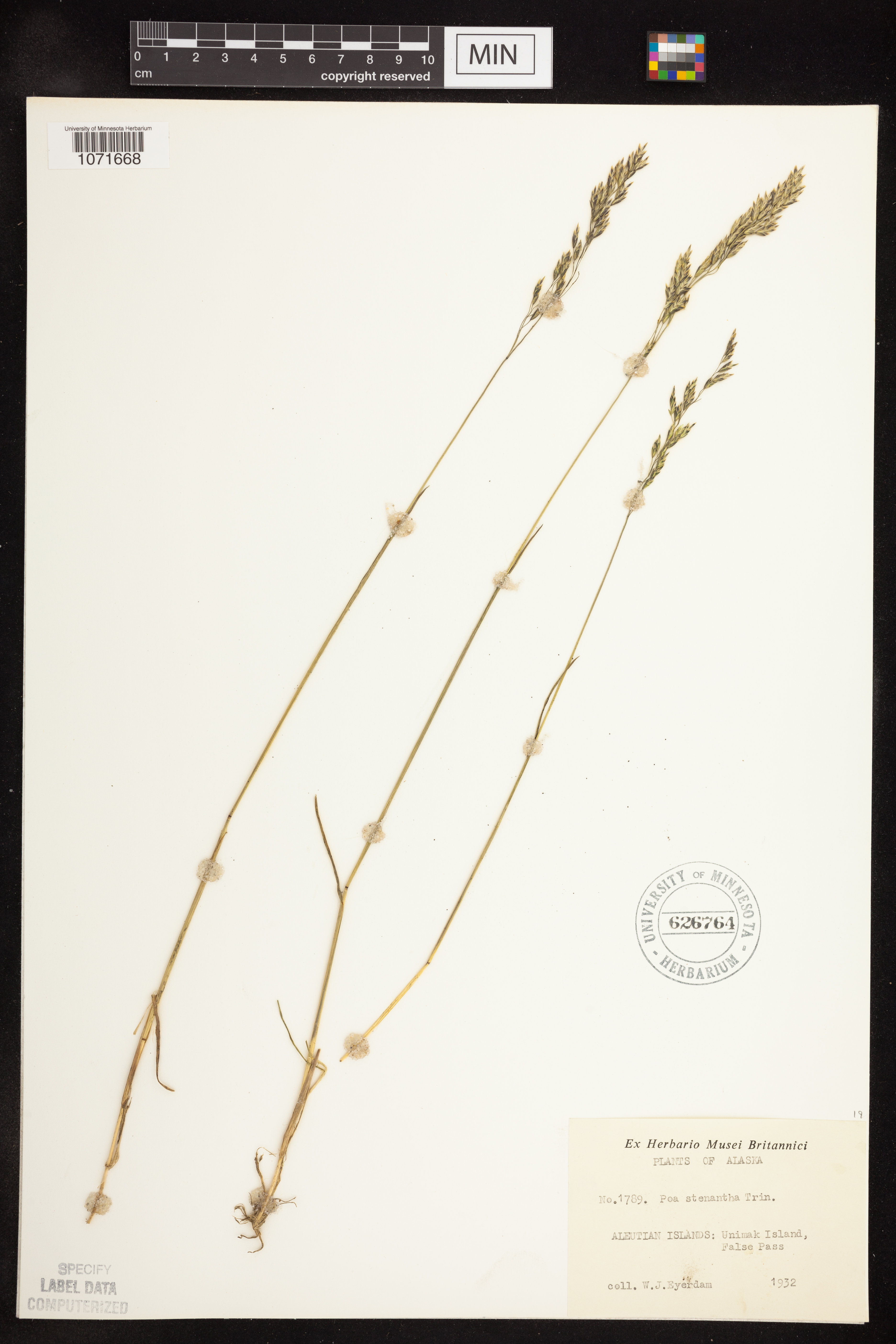 Poa stenantha image